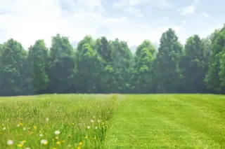 Rozdíl mezi vysokou a posečenou trávou na louce.